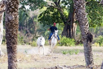 Horse and rider in a fazenda Pantanal Brazil