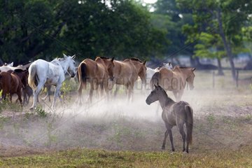 Horse in a fazenda Pantanal Brazil