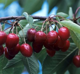 Bigarreau Cherry 'Burlat'