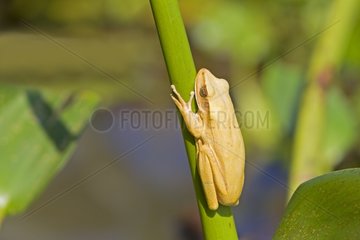 Yellow Tree Frog on a rod Pantanal Brazil