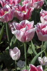 Tulipe simple tardive 'Akila'