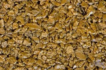 Detail of a gold nugget from alluvial deposit California