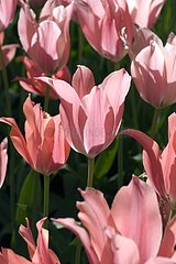 Tulipe simple tardive 'Perestroyka'