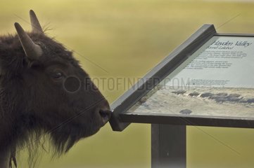 Bison By sign in Hayden Valley at Yellowstone NP Wyoming USA