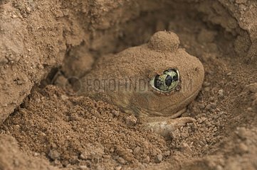 Couch Spadefoot burrowing itself into the ground Arizona