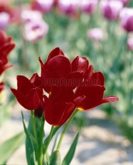 Tulipe pluriflore