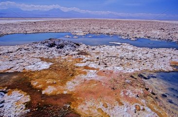 Salted lake of Chaxa Atacama Chile