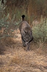Lynx pardelle marchant Espagne