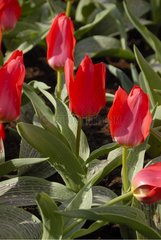 TULIPA GREIGII 'CORAL SATIN'