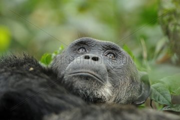 Chimpanzee lying in leaves in the Kibale NP Uganda