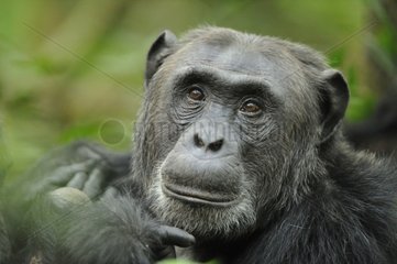 Portrait of a Chimpanzee in the Kibale NP Uganda