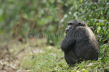 Chimpanzee sitting in a clerairng in the Kibale NP Uganda