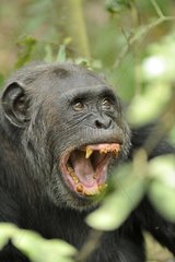 Chimpanzee sat and grinning in the Kibale NP Uganda