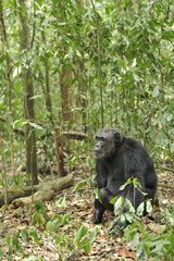 Chimpanzee sat in the foliage in the Kibale NP Uganda