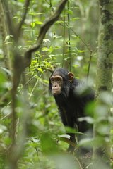 Young Chimpanzee in the foliage Kibale NP Uganda
