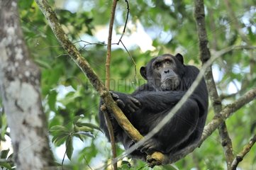 Chimpanzee on a branch in the Kibale NP Uganda