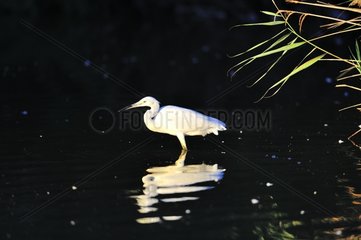 Little Egret in Camargue in winter France