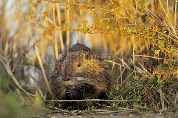 Coypu at sunset in Camargue in winter France