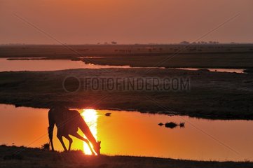 Giraffe drinking at sunset Chobe NP Botswana