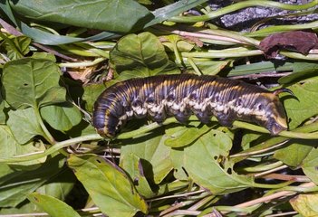 Convolvulus Hawk-moth caterpillar on leaves Zealand Denmark
