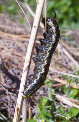 Convolvulus Hawk-moth caterpillar on stem Zealand Denmark