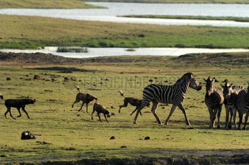Zebras attempt to hunt by wild dogs in Botswana