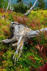 Dead tree and vegetation British Columbia Canada