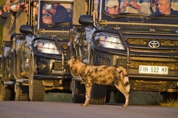 Wild Dogs and vision vehicles on road Kruger South Africa