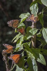 Grouping Great Monarch - Mexico