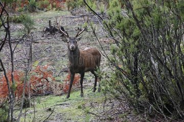 Male Corsican Deer in the bush - Corsica France