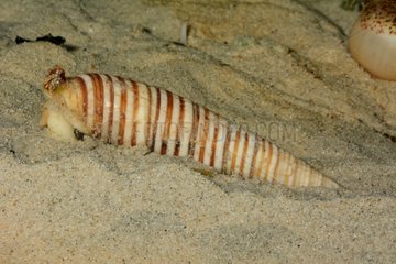 Banded Vertagus on sand - New Caledonia