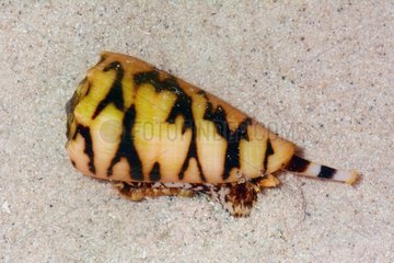 Marbled cone on sand - New Caledonia
