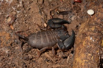 Dwarf Wood Scorpion on ground - Koghi New Caledonia
