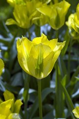 Tulipe viridiflora 'Yellow springgreen'