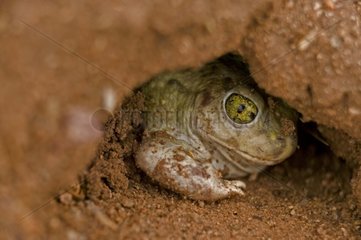 Couch Spadefoot in a hole Arizona USA
