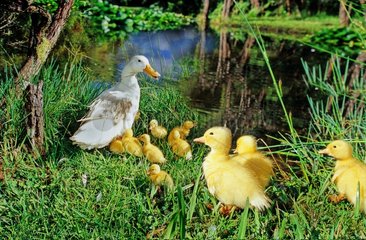 Family of Ducks on the bank of a pond