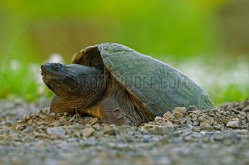 Weibliche Schnappschildkröten -Eiern -USA