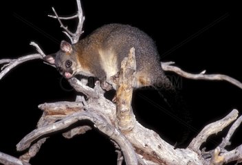 Phalanger renard sur une branche Australie