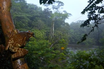 Mission Golden-eyed Treefrog - Nouragues French Guiana