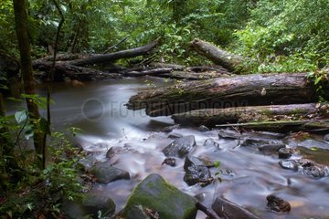 River undergrowth - Mountain Kaw French Guiana