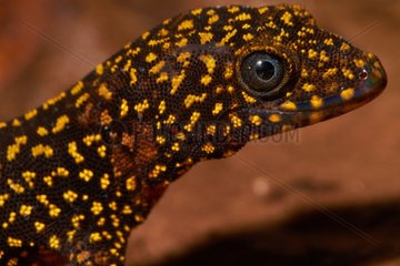 Portrait of Annulated Gecko - Mountain Kaw French Guiana