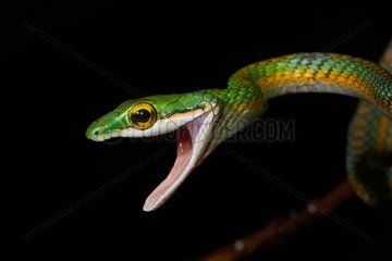 Portrait of Parrot snake - Mountain Kaw French Guiana