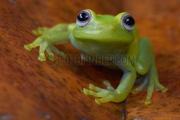 Demerara Falls Treefrog - Mountain Kaw French Guiana