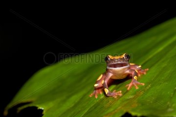 Clown Treefrog on leaf - Mountain Kaw French Guiana