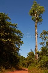 Remarkable tree and Cacique nests - French Guiana
