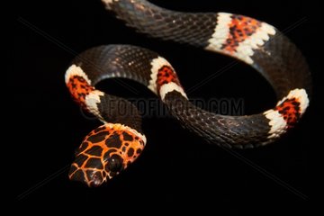False coral snake - Savannah Virginia French Guiana
