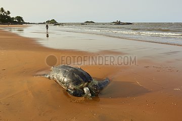 Leatherback turtle killed by fishing net - French Guiana