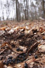 Carpet of dead leaves on Deer France