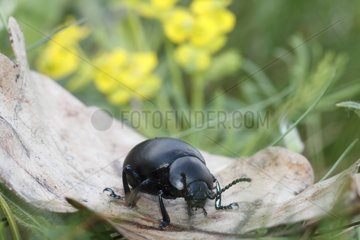 Beetle on a dead leaf