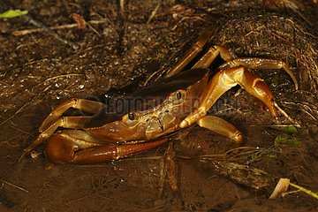 Freshwater crab in the rainforest in Colombia